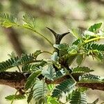 Acacia furcatispina