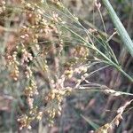 Panicum miliaceum Fruit