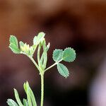 Medicago polyceratia Annet