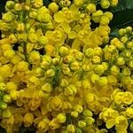 Berberis repens Flower