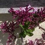 Fuchsia paniculata Fiore