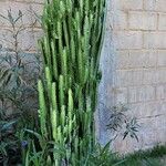 Euphorbia trigona Yaprak