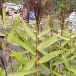 Thysanolaena latifolia Leaf