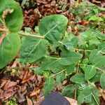 Hypericum grandifolium Lapas