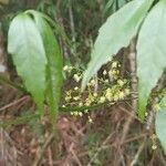 Allophylus edulis Cvet
