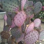 Opuntia macrocentra List