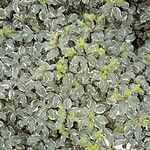 Pittosporum tenuifolium List