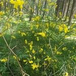 Cytisus scopariusFiore