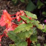 Begonia sutherlandii عادت داشتن