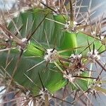 Leptocereus wrightii Otro