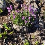 Penstemon strictus 花