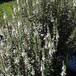 Veronica longifolia 形態
