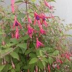 Fuchsia magellanicaFlors