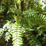 Cunonia austrocaledonica 叶