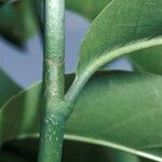 Coccoloba swartzii Leaf
