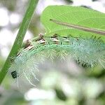 Pouzolzia obliqua Fruto