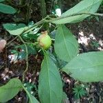 Brunfelsia guianensis Hostoa