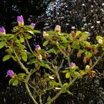 Rhododendron lapponicum অভ্যাস