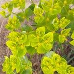 Euphorbia serrata Flower