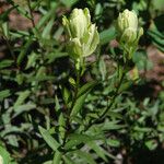 Castilleja septentrionalis Habit