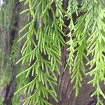 Cupressus pendula 葉