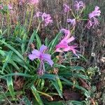 Nerine undulata Flower