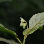 Solanum accrescens Цвят