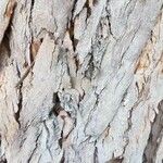 Eucalyptus cinerea Bark