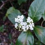 Viburnum tinusFulla