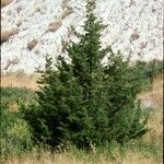 Juniperus scopulorum Hábito