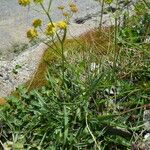 Bupleurum ranunculoides Habit