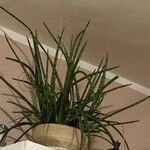 Dracaena stuckyi Blatt