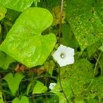 Ipomoea lacunosa Liść