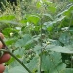 Solanum nigrum Owoc