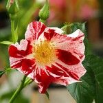 Rosa pendulina Flor