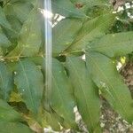 Sapindus saponaria Leaf