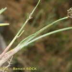 Cyperus laevigatus Annet