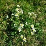 Ranunculus alpestris Fleur