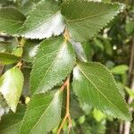 Nothofagus nitida その他の提案