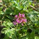 Valeriana lecoqii Blomst