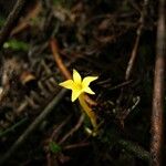 Voyria aphylla 花