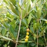 Alyxia spicata फल