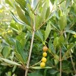 Alyxia spicata 果實