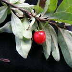 Lonicera angustifolia عادت داشتن