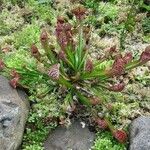 Sarracenia psittacina Yeri