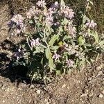 Phlomis purpurea Hábito