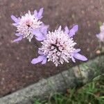 Scabiosa atropurpurea Kvet