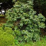 Rhododendron aureum Hábito