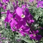 Matthiola incana Flor