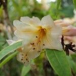 Rhododendron irroratum Λουλούδι